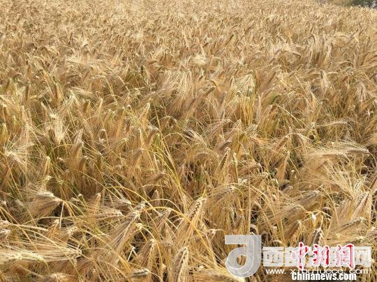 2017年西藏青稞種植面積達(dá)210多萬畝，占糧食播種面積的75%。圖為成熟期的青稞?！⊥跤窳?攝