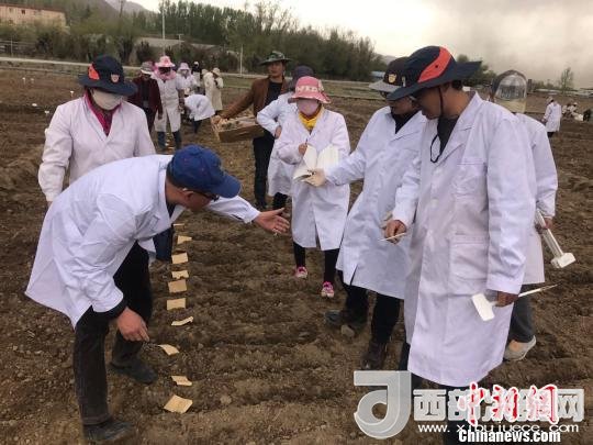 圖為研究員實(shí)地調(diào)研青稞生長土壤。　王玉林 攝