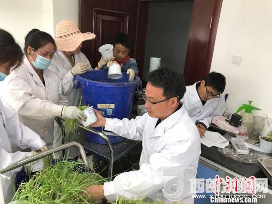 圖為研究員正在調(diào)查青稞感染白粉病情況?！⊥跤窳?攝