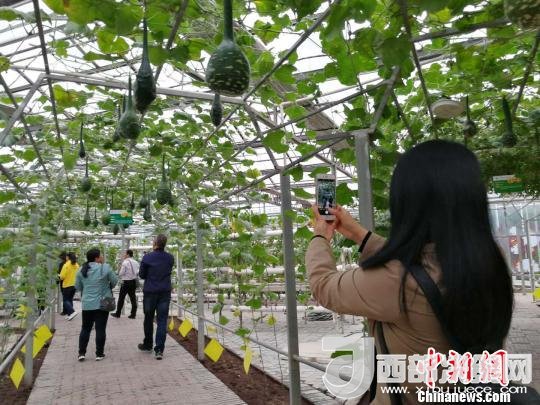 山西省郵政管理局積極推動“一市一品”農(nóng)特產(chǎn)品進城項目。 資料圖 楊杰英 攝