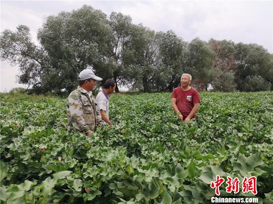 遠(yuǎn)改忠在棉花地里為連隊職工分享種植經(jīng)驗(yàn)。　安媛杰 攝