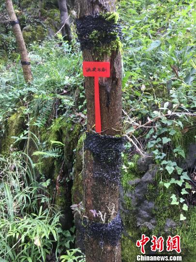 貴州同威生物科技有限公司鐵皮石斛種植?！≈軏?攝