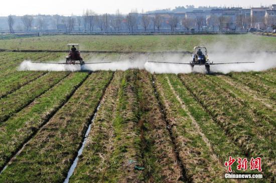 2月20日，南京湖熟街道現(xiàn)代農(nóng)業(yè)示范園區(qū)內(nèi)，工作人員駕駛自走式噴霧機給小麥噴灑除草劑。泱波 攝