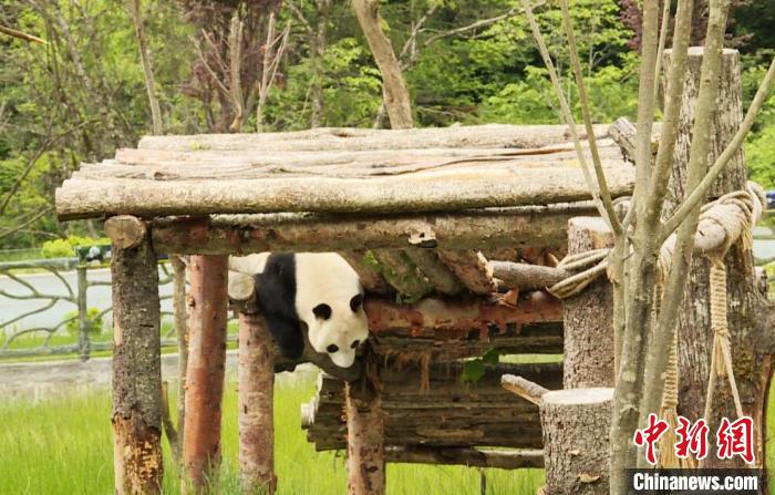 九寨溝熊貓園里的大熊貓?！【耪瘻峡h委宣傳部提供 攝