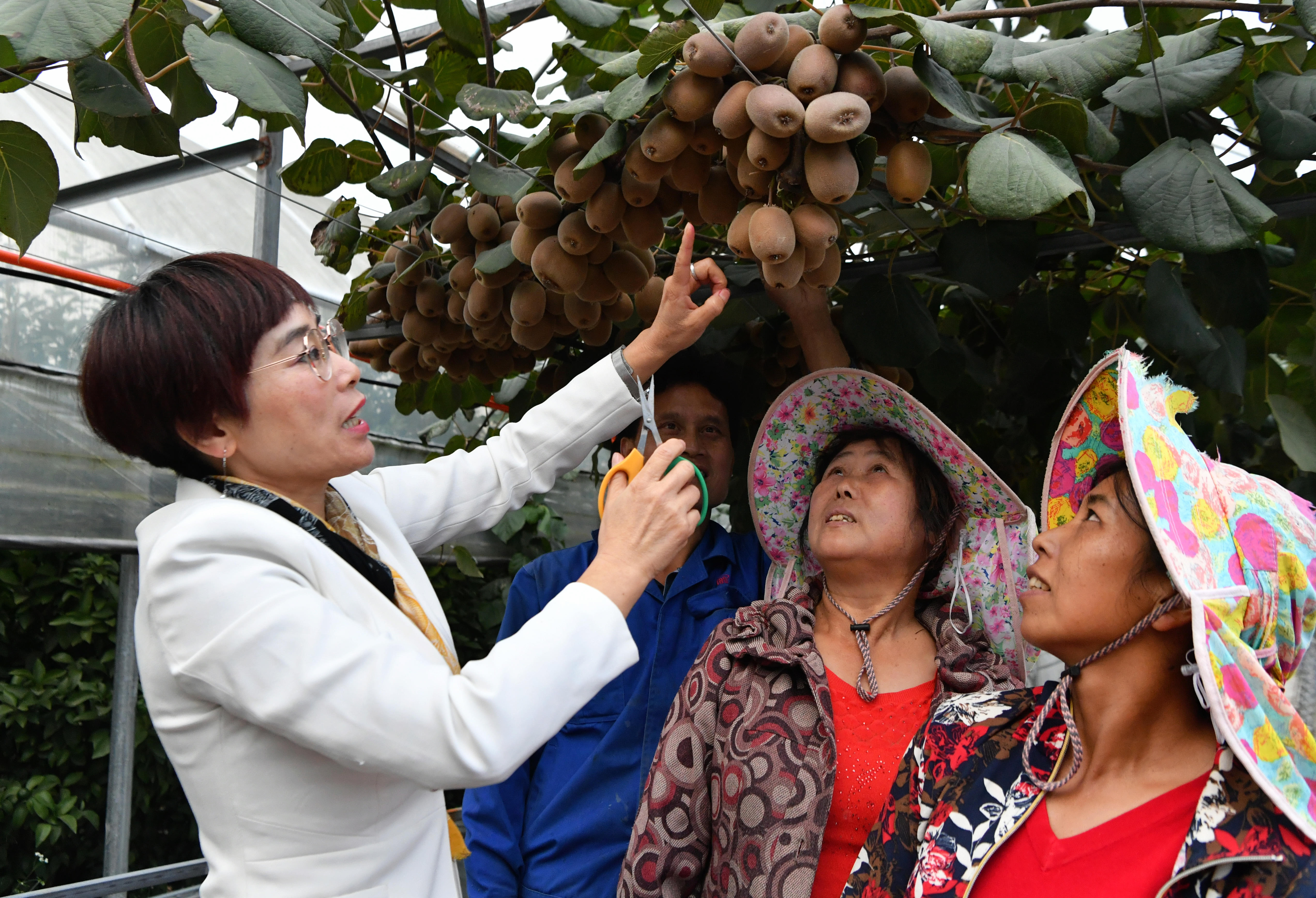2020年10月22日，在周寧縣農(nóng)民創(chuàng)業(yè)示范基地特色水果種植園，福建省寧德市農(nóng)業(yè)科學(xué)研究所的科技特派員（左一）在指導(dǎo)當(dāng)?shù)剞r(nóng)民采摘紅心獼猴桃。新華社記者魏培全攝.JPG