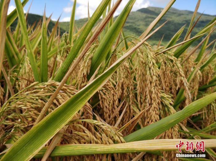 水稻資料圖。<a target='_blank'  data-cke-saved- >中新社</a>記者 王曉斌 攝