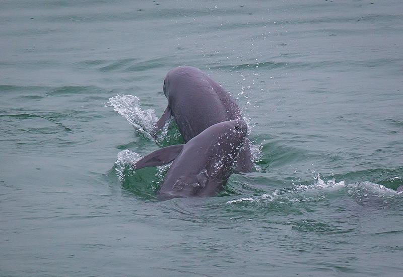 2021年5月10日，在湖北省宜昌市江邊，長(zhǎng)江江豚在水中嬉戲。